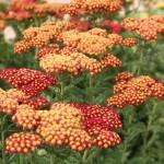 Achillea millefolium 'Strawberry Seduction' PP18401