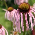 Echinacea pallida