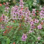 Monarda punctata and Salvia coccinea JaKMPM