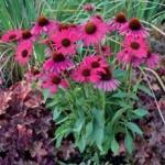 Echinacea_Dixie_Belle_1