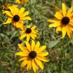 Black Eyed Susan
