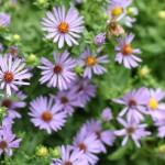 Aster oblongifolius 'October Skies'