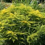 Solidago