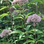 Eupatorium purpureum 2