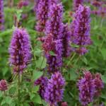 Agastache_Blue_Boa_4